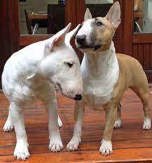 Miniature Bull Terrier Network South Africa Bull Terrier Miniature Bull Terrier Dog Breeds