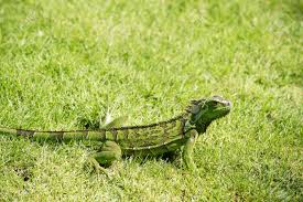 Cecen lagi main main sama baby iguana iguana vs bunglon. Wild Green Lizard Or Iguana Bearded Dragon Reptile Animal On Stock Photo Picture And Royalty Free Image Image 69073909
