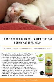 Loose Stools In Cats Akira The Cat Found Natural Help Benadryl For Cats Cats Cat Diarrhea