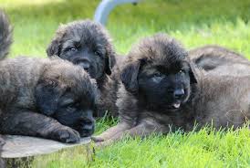 Have had their first vaccination at either 6 or 7 weeks old. Leonberger Dog Breeders Nz