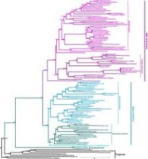 Image result for Manniella gustavi