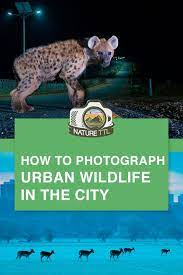 How To Photograph Wildlife In The City Wildlife Photography Wildlife Wildlife Photography Tips