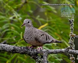 Image result for Passerina montana