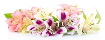 Warum und wann feiert man diese feste? Firmung Feiern Tipps Ablauf