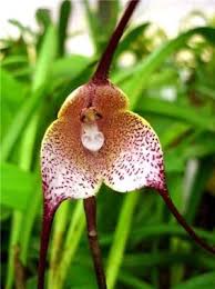 Dracula psittacina – Orchids for the People