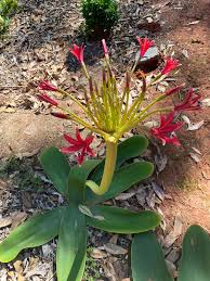Image result for Brunsvigia radulosa