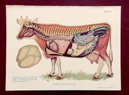 1924 Vintage Veterinary Illustration Internal Organs Of Animal Science Veterinary Animals