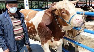 We did not find results for: Kurban Bayrami Ne Zaman 2021 Kurban Bayrami 2021 Hangi Gune Denk Geliyor Son Dakika Haberleri