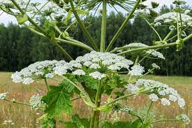 Pin On Poisonous Plants