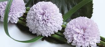 Read 2.32 a flower that grows on mud from the story remembering you for eternity by runexi with 3,432 reads. The Meaning Of Chrysanthemums Verdissimo