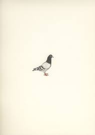 My Love For You Pigeon Tattoo Illustration Art Art