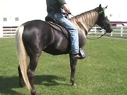 Check spelling or type a new query. Chocolate Rocky Mountain Horse Cgf Sheeza Beauty Star Youtube