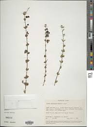 Image result for Tinnea aethiopica