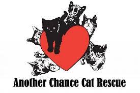Second chance pets staff and volunteers will be on the scene. Pets For Adoption At Another Chance Cat Rescue In Kansas City Mo Petfinder