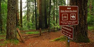 Entrance Into Muir Woods National Monument Muir Woods Via Deer Park Fire Road Muir Woods National Monument Muir Woods Deer Park