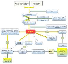 Vitamin K Dependent Proteins Involved In Bone And Cardiovascular Health Review
