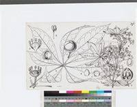 Image result for Oldfieldia