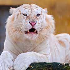 Pin By Mabel Pines On Cute Creatures Pet Tiger White Tiger Snow Tiger