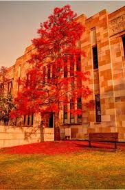 Queensland University St Lucia In Brisbane Queensland Australia St Lucia Brisbane City Brisbane Australia