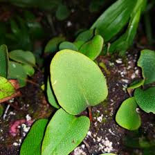 Image result for Pyrrosia rhodesiana