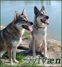 Itr registered breeder of quality tamaskan dogs. Sylvaen Tamaskans Homepage