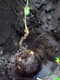 Image result for Trochomeria