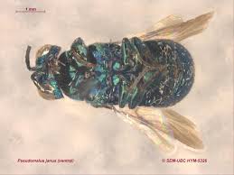 Image result for Pseudopod Ospermum