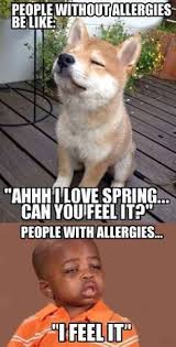 20 Very Funny Spring Memes Funny Pictures Funny Animals Funny