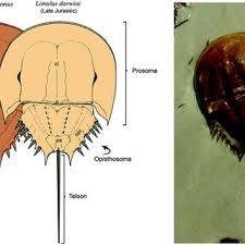 Horseshoe crab description, behavior, feeding, reproduction, horseshoe crab threats and more. Pdf Dna Barcoding Molecular Positioning Of Living Fossils Horseshoe Crab