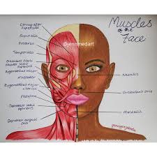 Almost every muscle constitutes one part of a pair of identical bilateral. Muscles Of The Face Muscle Anatomy Muscles Of The Face Body Muscle Anatomy