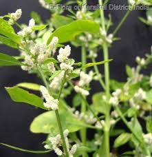 Image result for Nothosaerva