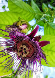 Image result for Passiflora quadrangularis