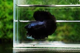 Nice Betta Thailand Co Ltd Betta Fish For Sale Siamese Fighting Fish In 2020 Betta Fish Betta Fish For Sale