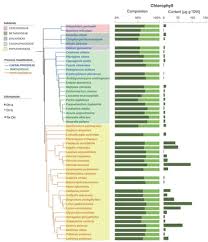 Image result for Amblygonocarpus