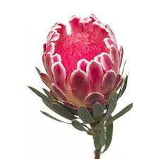 Pin On Protea