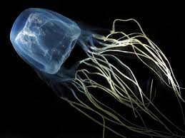 公益財団法人 黒潮生物研究所