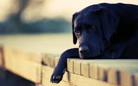 Co Bonito Wallpaper Hd Pgina 3 Do 3 Wallpaperwiki Black Dog Cute Dog Wallpaper Cute Dogs