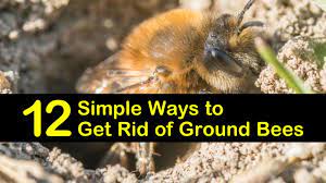 Getting rid of bees can be dangerous. 12 Simple Ways To Get Rid Of Ground Bees