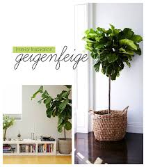 Interior Inspiration Geigenfeige Ficus Lyrata Provinzkindchen Geigenfeige Ikea Pflanzen Ikea Hacks
