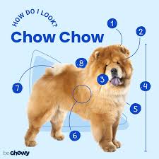 Check spelling or type a new query. Chow Chow Breed Characteristics Care Photos Bechewy
