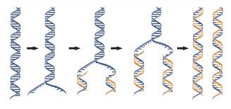 Chargaff's rules state that dna from any species of any organism should have a 1:1 protein stoichiometry ratio (base pair rule) of purine and pyrimidine bases (i.e., a+t=g+c) and, more specifically, that the amount of guanine should be equal to. Dna Replication The Definitive Guide Biology Dictionary