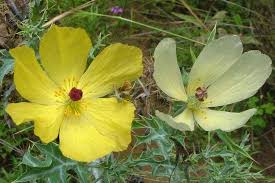 Image result for Argemone ochroleuca