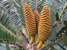 Image result for Encephalartos turneri