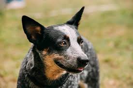 Australian cattle dog mix cayenne is a neutered male australian cattle dog mix. Australian Cattle Dog Fakten Zur Hunderasse