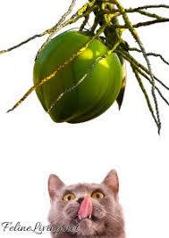 Coconut is delicious to eat raw, toasted, and as a part of other meals and baked goods. Can Cats Eat Coconut 9 Interesting Facts