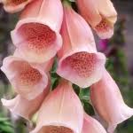 Image result for Digitalis purpurea alba/ red spots