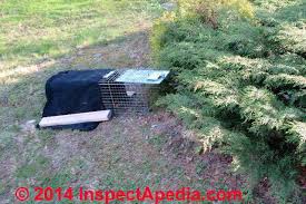 Once you've purchased your feral cat trap, place it wherever you have seen the feral cat the most. The Groundhog Chronicles Pesky Ground Hog Burrows Can Wreak Havoc Test Results For Groundhog Control Methods