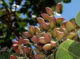 Snack smart with planters deluxe pistachio mix! 39 Growing Pistachio Ideas Pistachio Tree Pistachio Trees To Plant