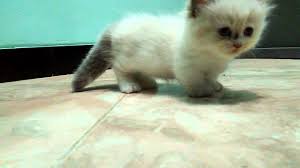 Pasalnya ia termasuk yang paling kecil, mungil dan berkaki pendek. Kucing Munchkin Indonesia Youtube