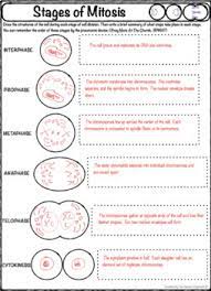 34 Cell Division Mitosis And Cytokinesis Worksheet Answers Worksheet Resource Plans Mitosis worksheet answers key mitosis worksheet name: 34 cell division mitosis and